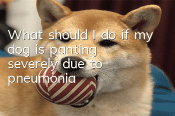 What should I do if my dog is panting severely due to pneumonia?