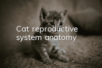 Cat reproductive system anatomy