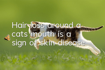 Hair loss around a cat’s mouth is a sign of skin disease