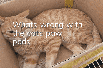 What's wrong with the cat's paw pads?