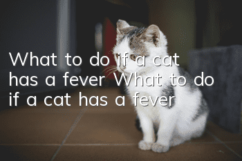 What to do if a cat has a fever What to do if a cat has a fever