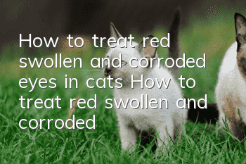 How to treat red, swollen and corroded eyes in cats How to treat red, swollen and corroded eyes in cats
