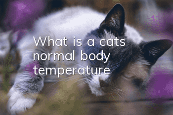 What is a cat’s normal body temperature?