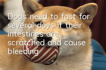 Dogs need to fast for several days if their intestines are scratched and cause bleeding