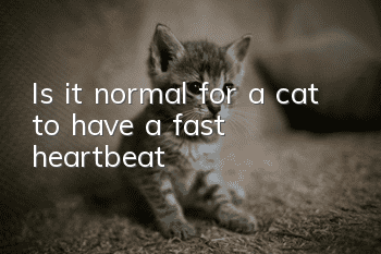 Is it normal for a cat to have a fast heartbeat?
