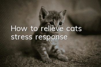 How to relieve cat’s stress response