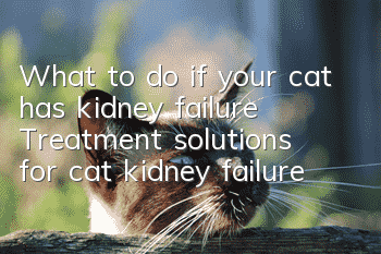 What to do if your cat has kidney failure? Treatment solutions for cat kidney failure