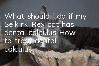 What should I do if my Selkirk Rex cat has dental calculus? How to treat dental calculus?