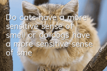 Do cats have a more sensitive sense of smell or do dogs have a more sensitive sense of smell?