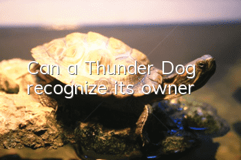 Can a Thunder Dog recognize its owner?