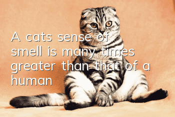 A cat’s sense of smell is many times greater than that of a human