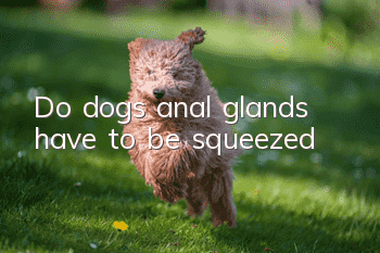 Do dogs’ anal glands have to be squeezed?