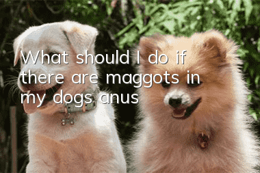 What should I do if there are maggots in my dog’s anus?