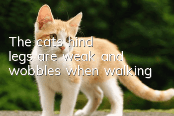 The cat's hind legs are weak and wobbles when walking