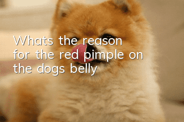 What’s the reason for the red pimple on the dog’s belly?