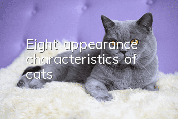 Eight appearance characteristics of cats