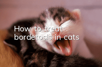 How to treat bordetosis in cats