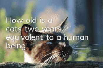 How old is a cat's two years equivalent to a human being?