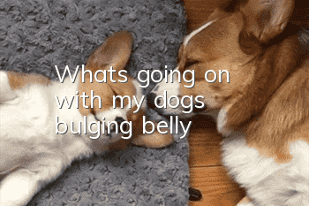 What's going on with my dog's bulging belly?