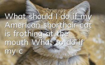 What should I do if my American shorthair cat is frothing at the mouth? What to do if my cat is vomiting and foaming?