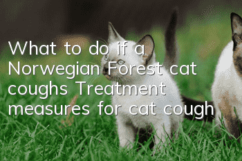 What to do if a Norwegian Forest cat coughs? Treatment measures for cat cough
