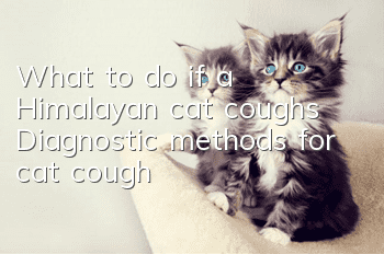 What to do if a Himalayan cat coughs? Diagnostic methods for cat cough