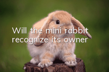 Will the mini rabbit recognize its owner?