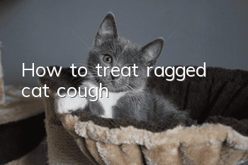 How to treat ragged cat cough?