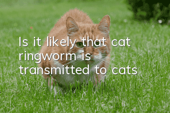 Is it likely that cat ringworm is transmitted to cats?