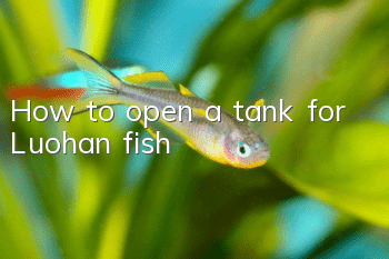 How to open a tank for Luohan fish