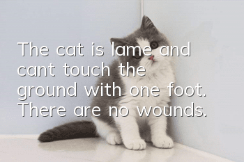 The cat is lame and can't touch the ground with one foot. There are no wounds.
