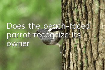 Does the peach-faced parrot recognize its owner?
