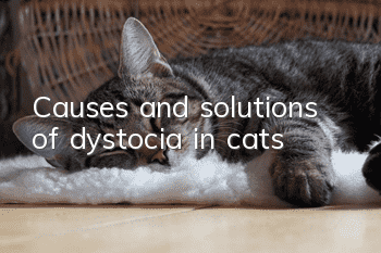 Causes and solutions of dystocia in cats