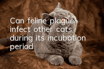 Can feline plague infect other cats during its incubation period?