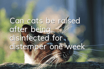 Can cats be raised after being disinfected for distemper one week?