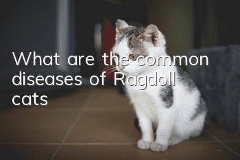 What are the common diseases of Ragdoll cats?