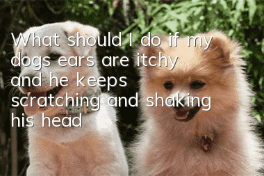 What should I do if my dog’s ears are itchy and he keeps scratching and shaking his head?