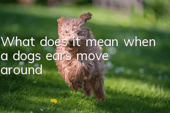 What does it mean when a dog's ears move around?