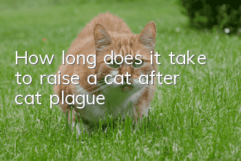 How long does it take to raise a cat after cat plague?