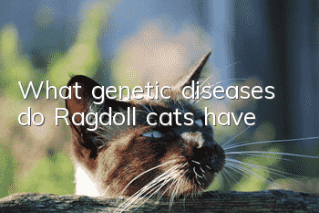 What genetic diseases do Ragdoll cats have?