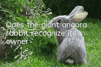 Does the giant angora rabbit recognize its owner?