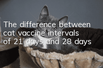 The difference between cat vaccine intervals of 21 days and 28 days