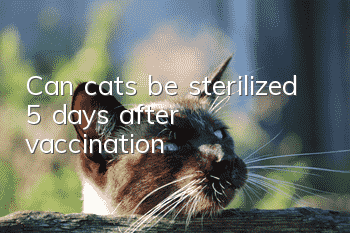 Can cats be sterilized 5 days after vaccination?