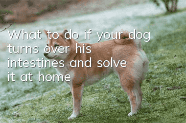 What to do if your dog turns over his intestines and solve it at home