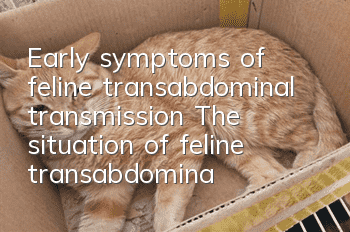 Early symptoms of feline transabdominal transmission The situation of feline transabdominal transmission must not be ignored