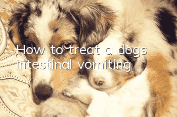 How to treat a dog’s intestinal vomiting