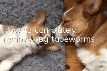 How to completely remove dog tapeworms