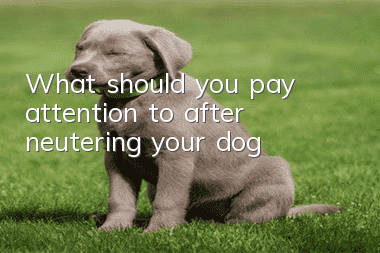 What should you pay attention to after neutering your dog?