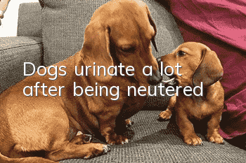 Dogs urinate a lot after being neutered