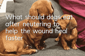 What should dogs eat after neutering to help the wound heal faster?